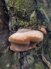 Phellinus igniarius