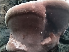 Phellinus igniarius