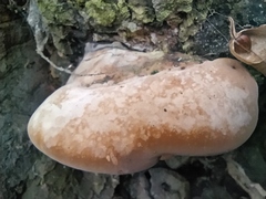 Phellinus igniarius