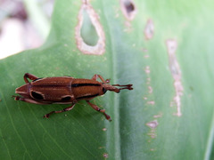 Sphenocorynes kosempoensis