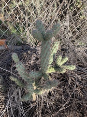Cylindropuntia prolifera