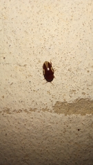 Chelonarium ornatum