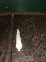 Rhodogastria similis