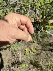 Wimmeria microphylla