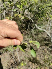 Wimmeria microphylla