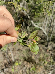 Wimmeria microphylla