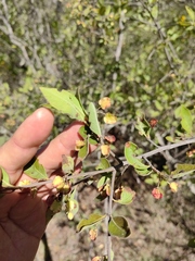 Wimmeria microphylla