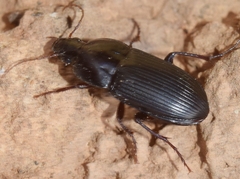 Orthomus barbarus