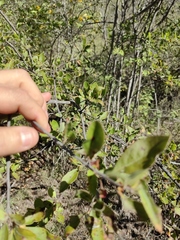 Wimmeria microphylla