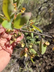 Wimmeria microphylla