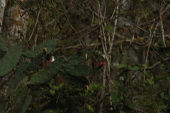 Opuntia karwinskiana