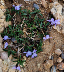 Viola arborescens