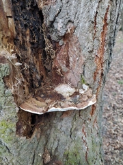 Ganoderma applanatum