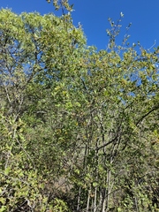 Wimmeria microphylla