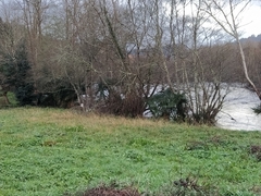 Trachycarpus fortunei