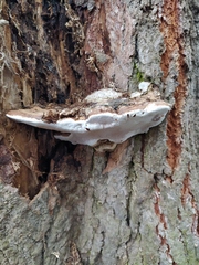 Ganoderma applanatum