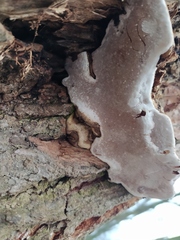 Ganoderma applanatum