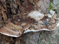 Ganoderma applanatum
