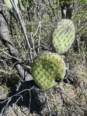 Opuntia pilifera