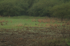 Rupornis magnirostris