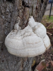 Fomes fomentarius