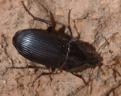 Orthomus barbarus