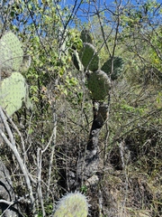 Opuntia pilifera