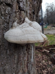 Fomes fomentarius
