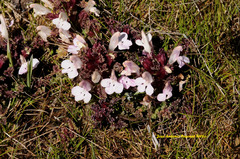 Pedicularis sylvatica