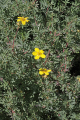 Dasiphora fruticosa