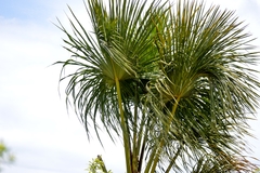 Mauritia flexuosa