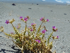 Cistanthe salsoloides