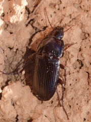 Orthomus barbarus