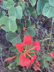 Bauhinia galpinii
