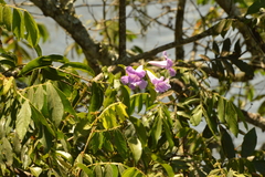 Bignonia callistegioides