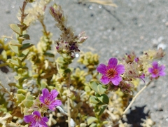 Cistanthe salsoloides