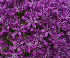 Allium giganteum