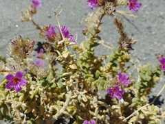 Cistanthe salsoloides