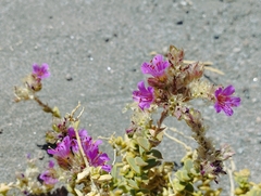 Cistanthe salsoloides