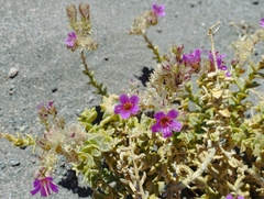 Cistanthe salsoloides