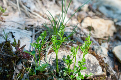 Asplenium ruta-muraria