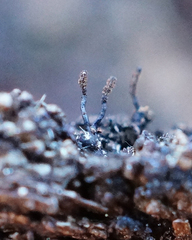 Barbatosphaeria barbirostris