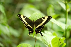 Papilio ophidicephalus