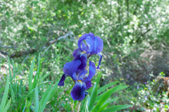 Iris × germanica