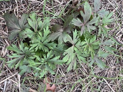 Delphinium carolinianum
