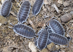 Porcellio hoffmannseggii