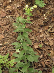 Lithospermum exsertum
