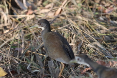 Amaurornis phoenicurus