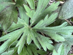 Delphinium carolinianum