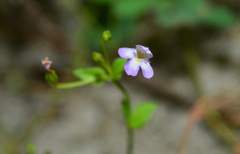 Torenia kinmenensis